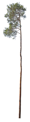 conifer 040 — Скачать
