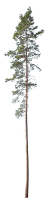 conifer 042 — Descargar