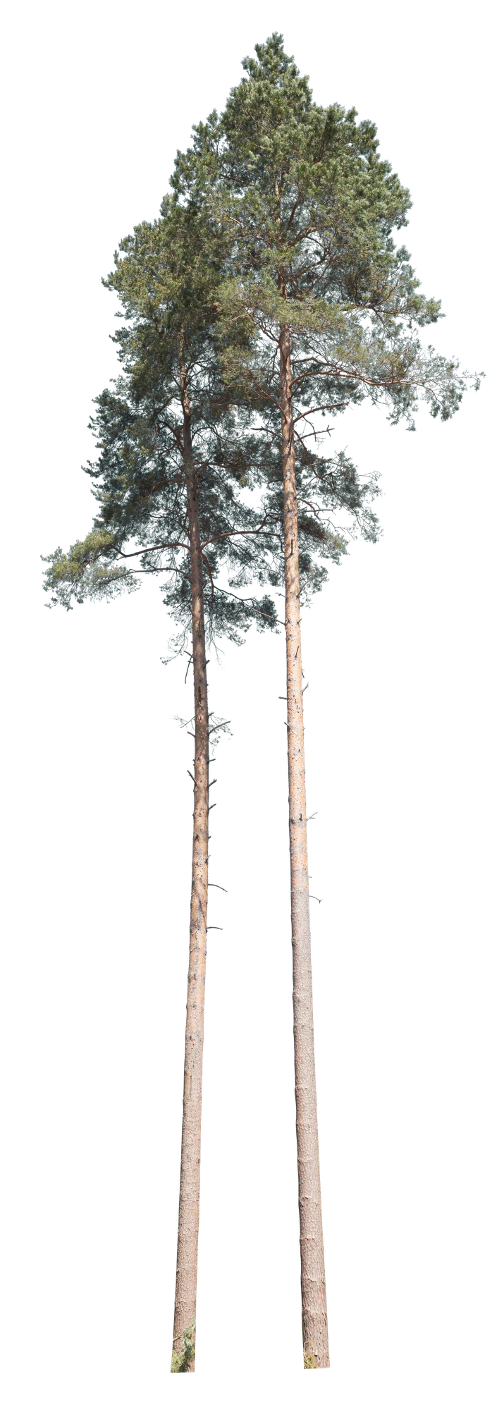 conifer 043 — Скачать