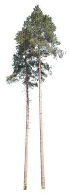 conifer 043 — Скачать