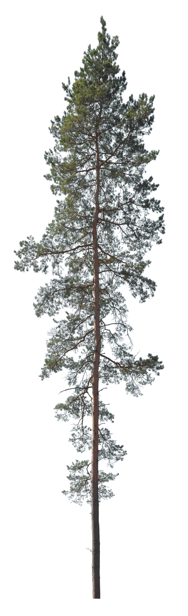 conifer 044 — Скачать