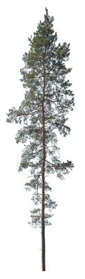 conifer 044 — Скачать