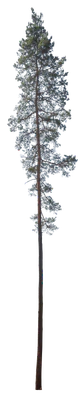 conifer 045 — Descargar