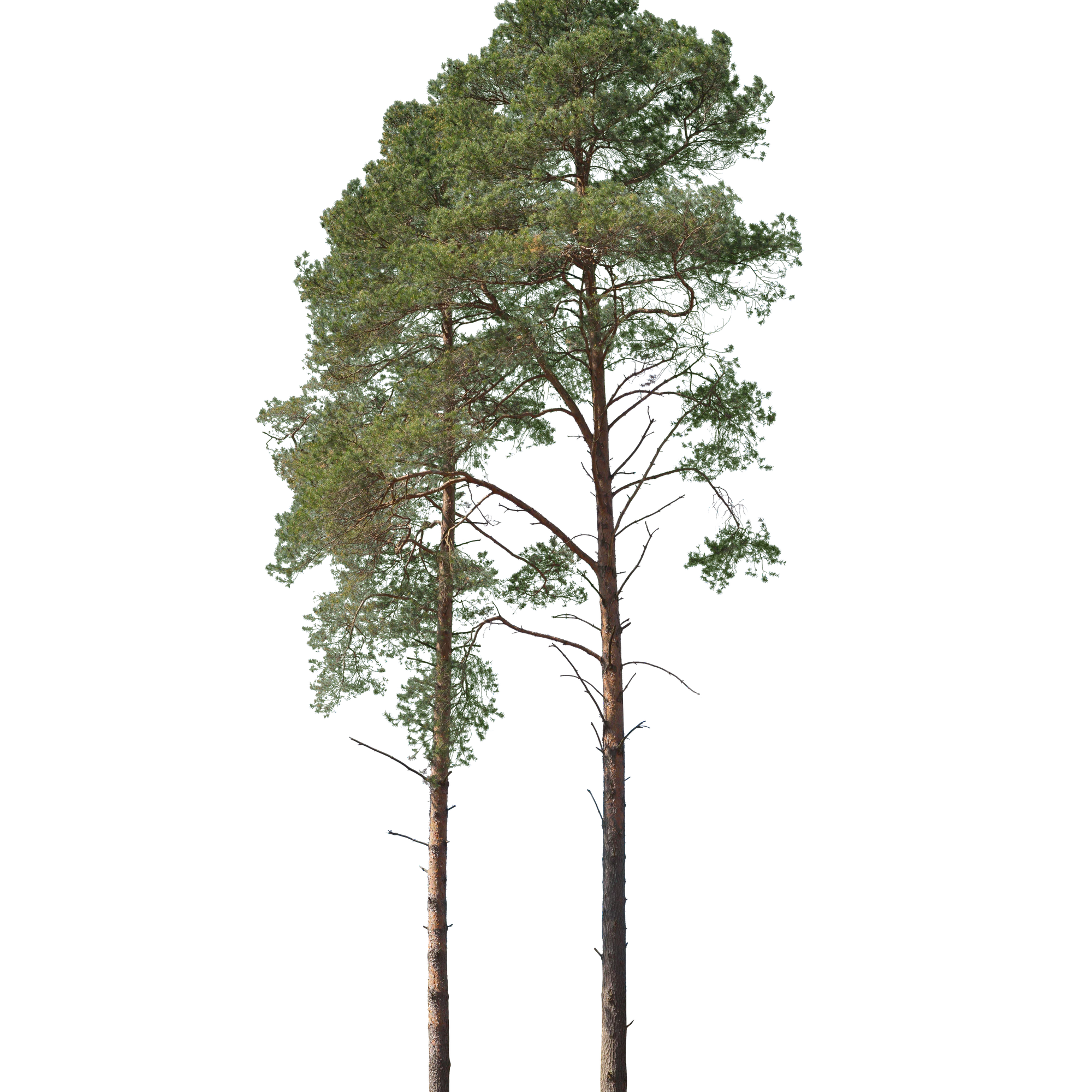 conifer 049 — Скачать