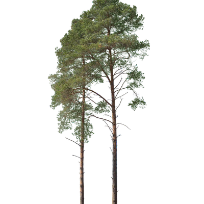 conifer 049 — Скачать