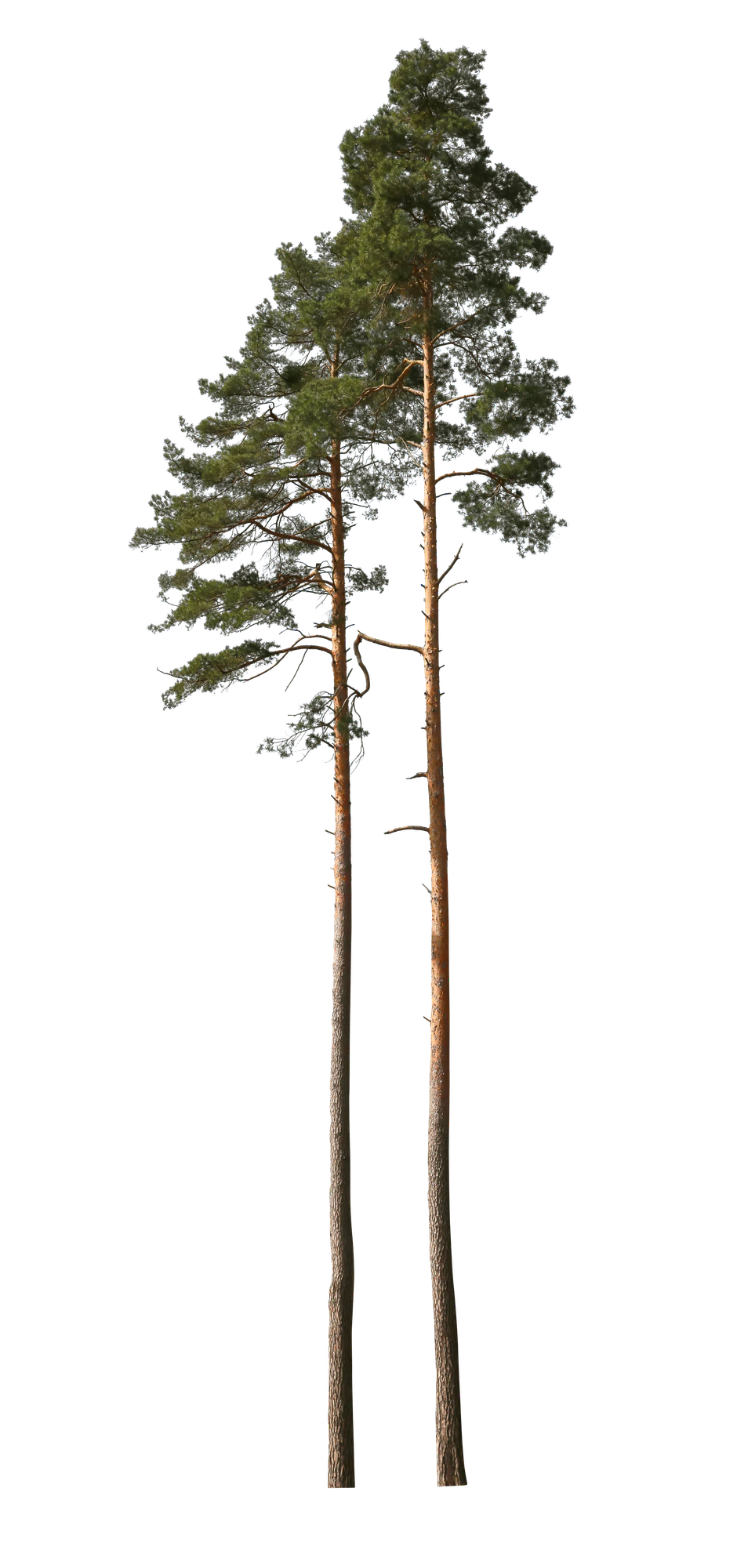 conifer 050 — Скачать