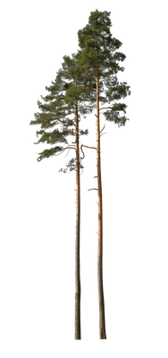 conifer 050 — Скачать