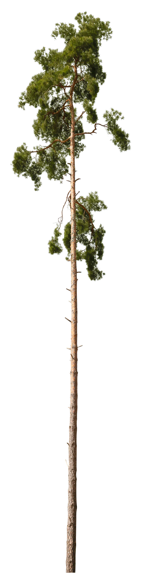 conifer 052 — Скачать