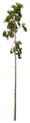 conifer 052 — Скачать