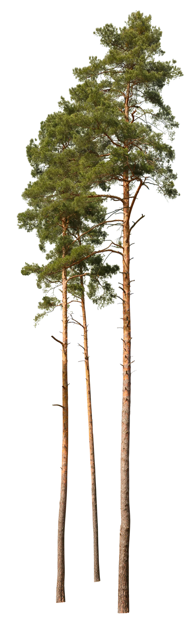 conifer 053 — Скачать