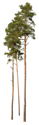 conifer 053 — Скачать