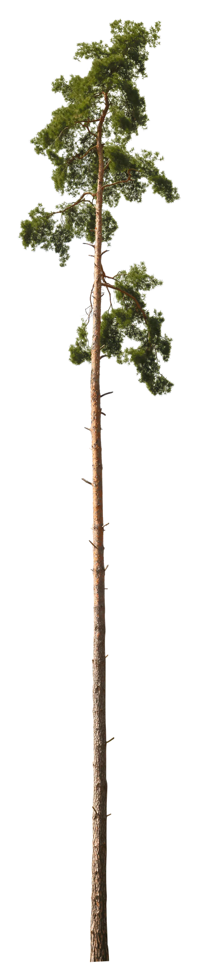 conifer 054 — Descargar