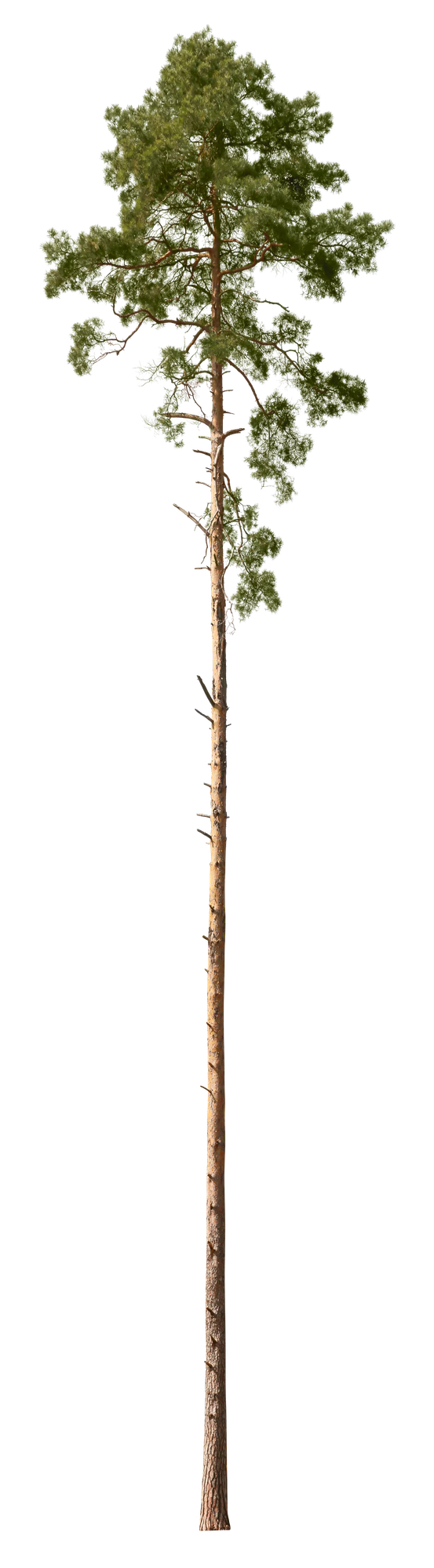 conifer 055 — Скачать