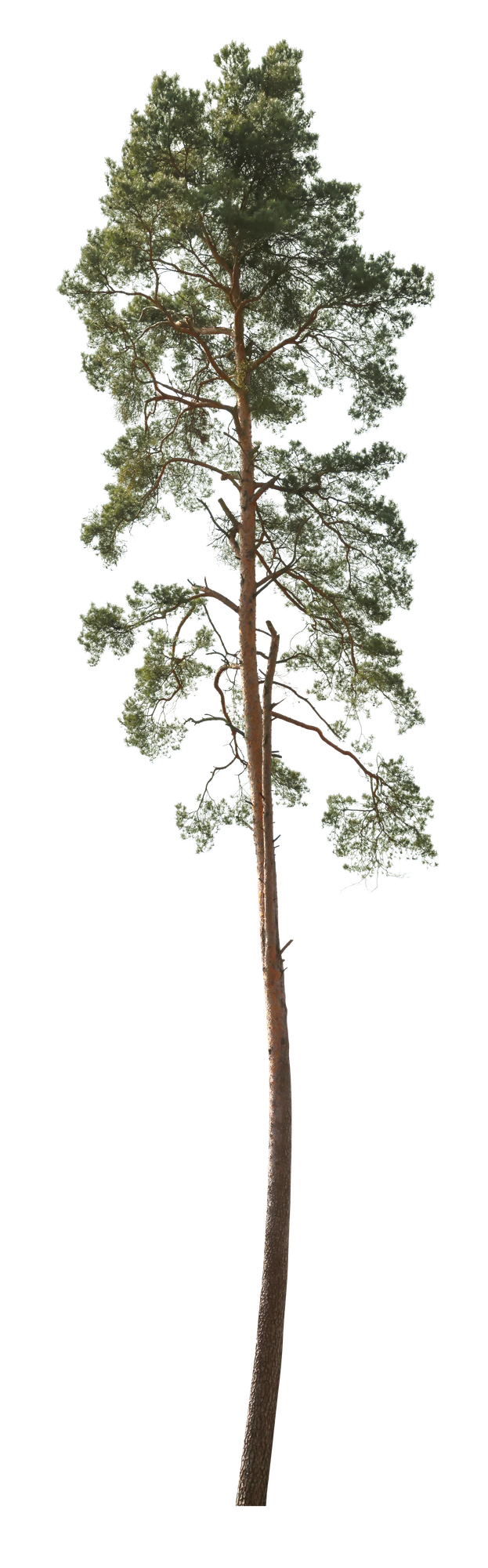 conifer 056 — Скачать