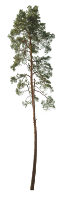 conifer 056 — Скачать
