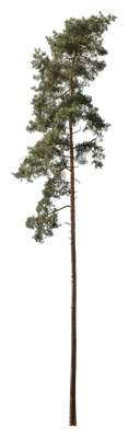 conifer 058 — Descargar