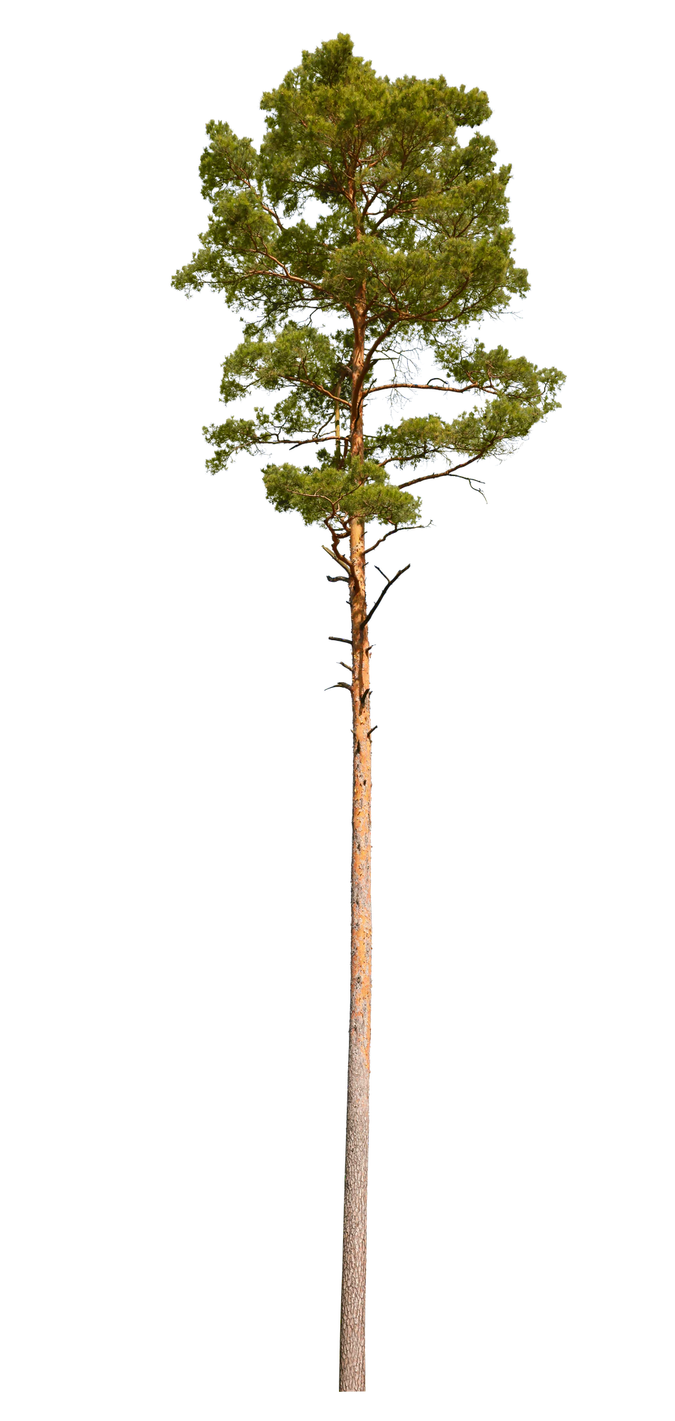 conifer 060 — Download