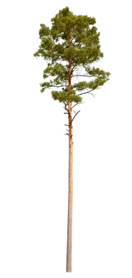 conifer 060 — Download