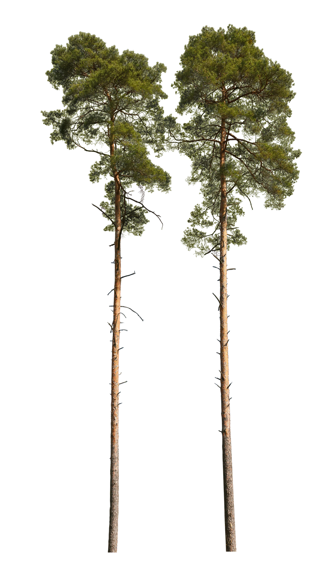 conifer 061 — Скачать