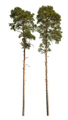 conifer 061 — Скачать