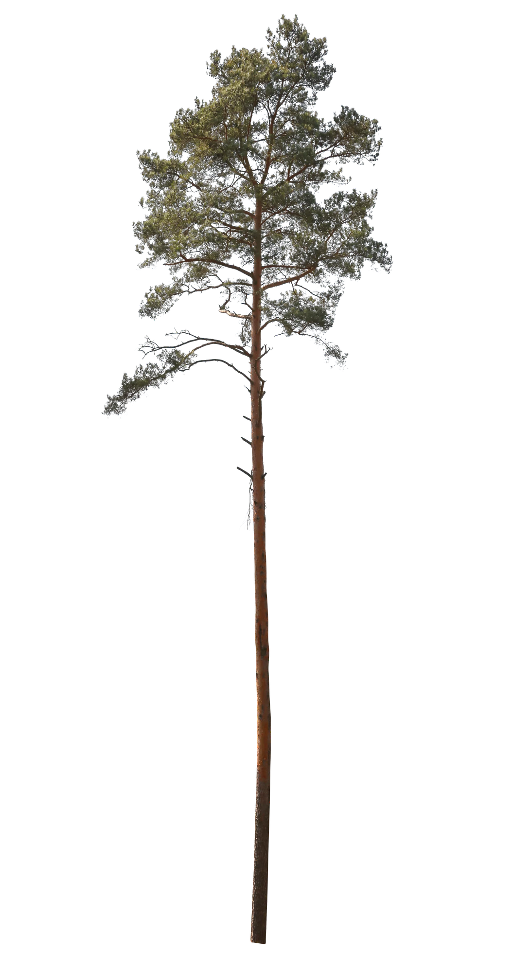 conifer 064 — Скачать