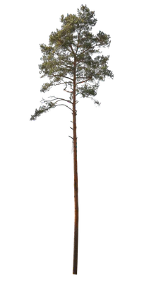 conifer 064 — Скачать