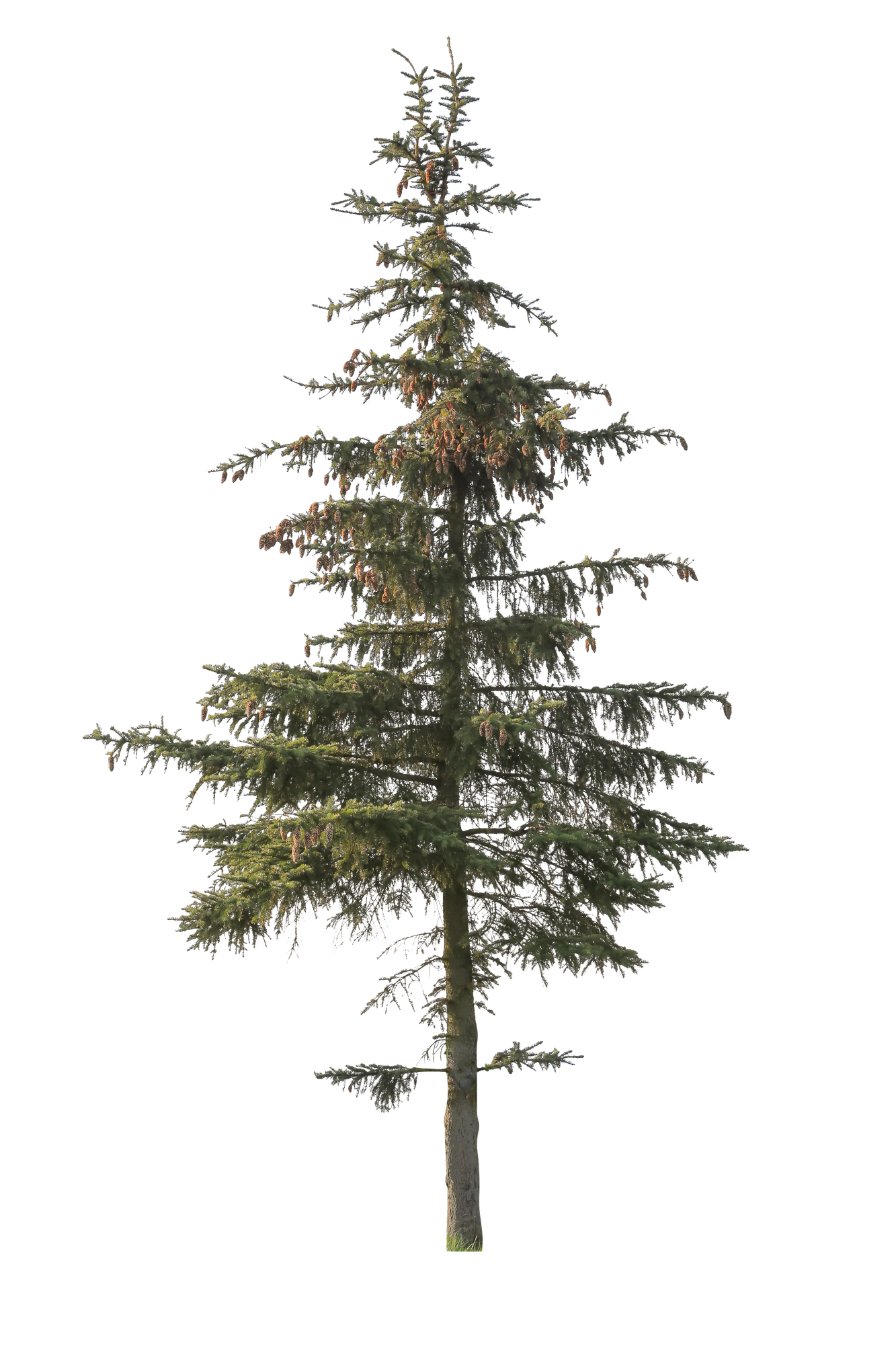 conifer 065 — Скачать