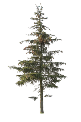 conifer 065 — Скачать