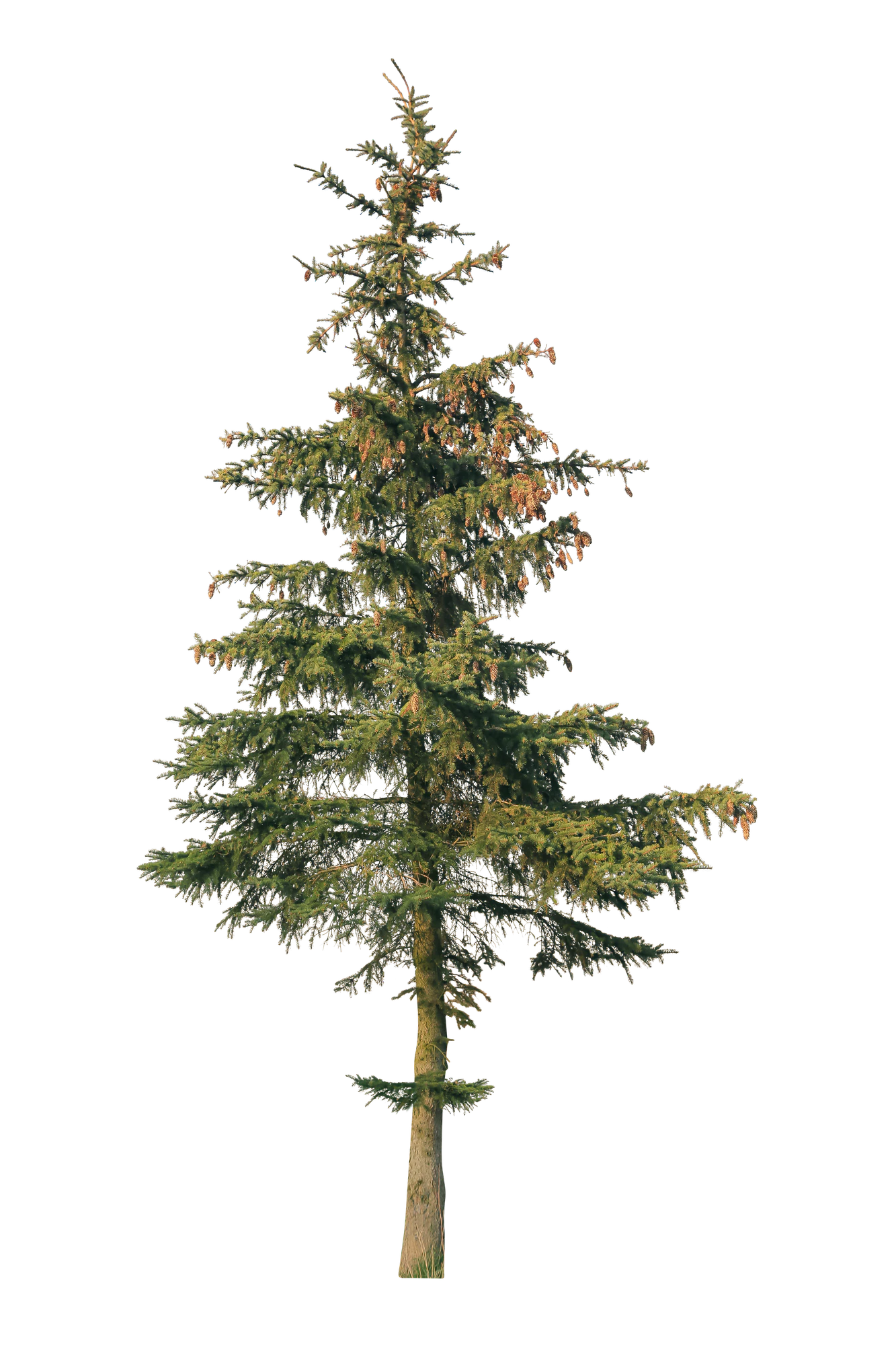 conifer 066 — Descargar