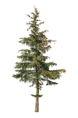 conifer 066 — Descargar