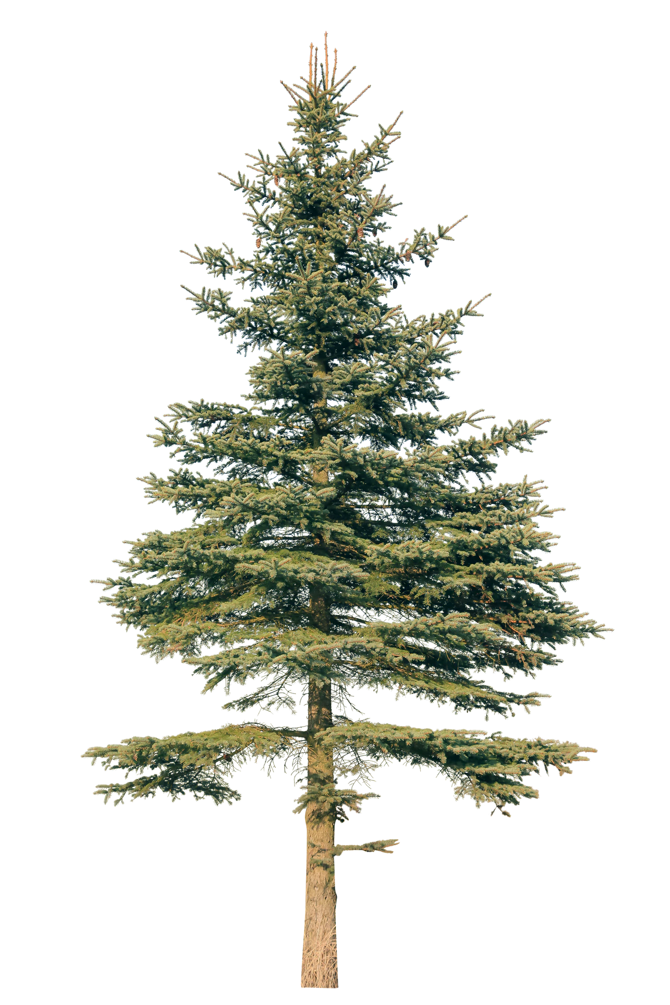 conifer 067 — Скачать