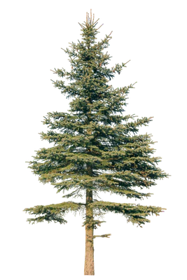 conifer 067 — Скачать