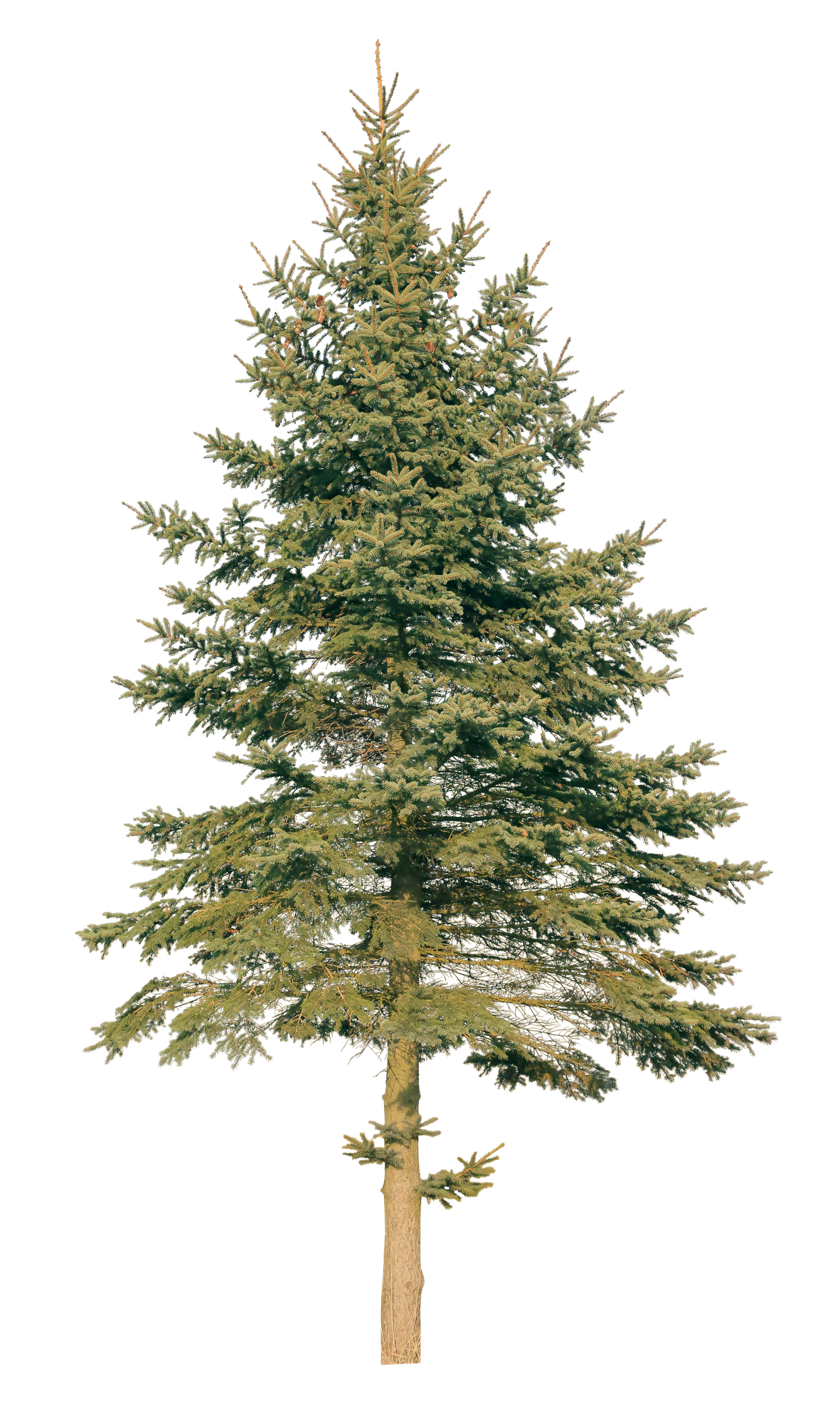 conifer 068 — Descargar