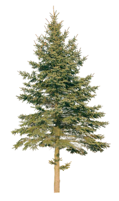 conifer 068 — Descargar