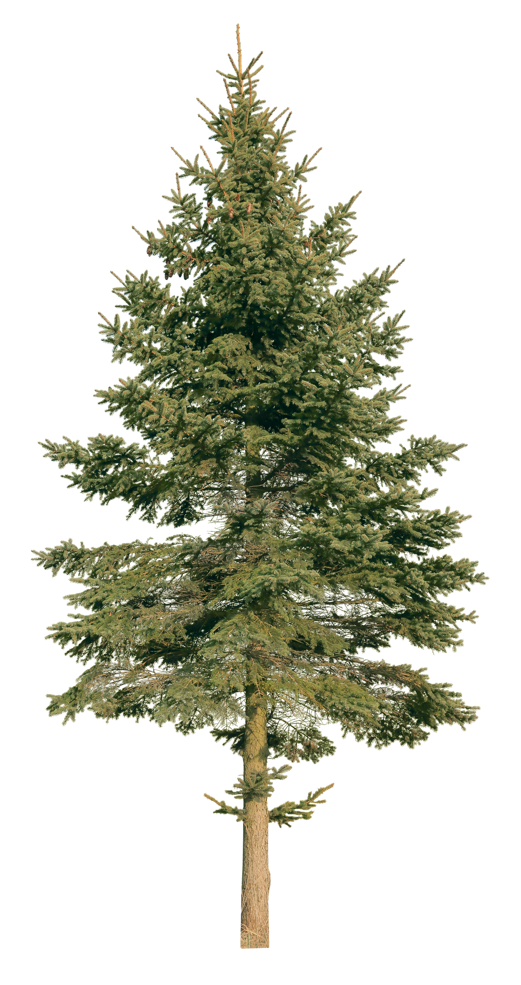 conifer 069 — Descargar