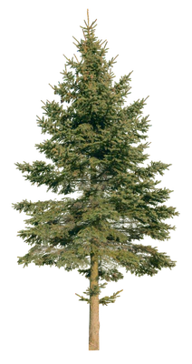 conifer 069 — Descargar