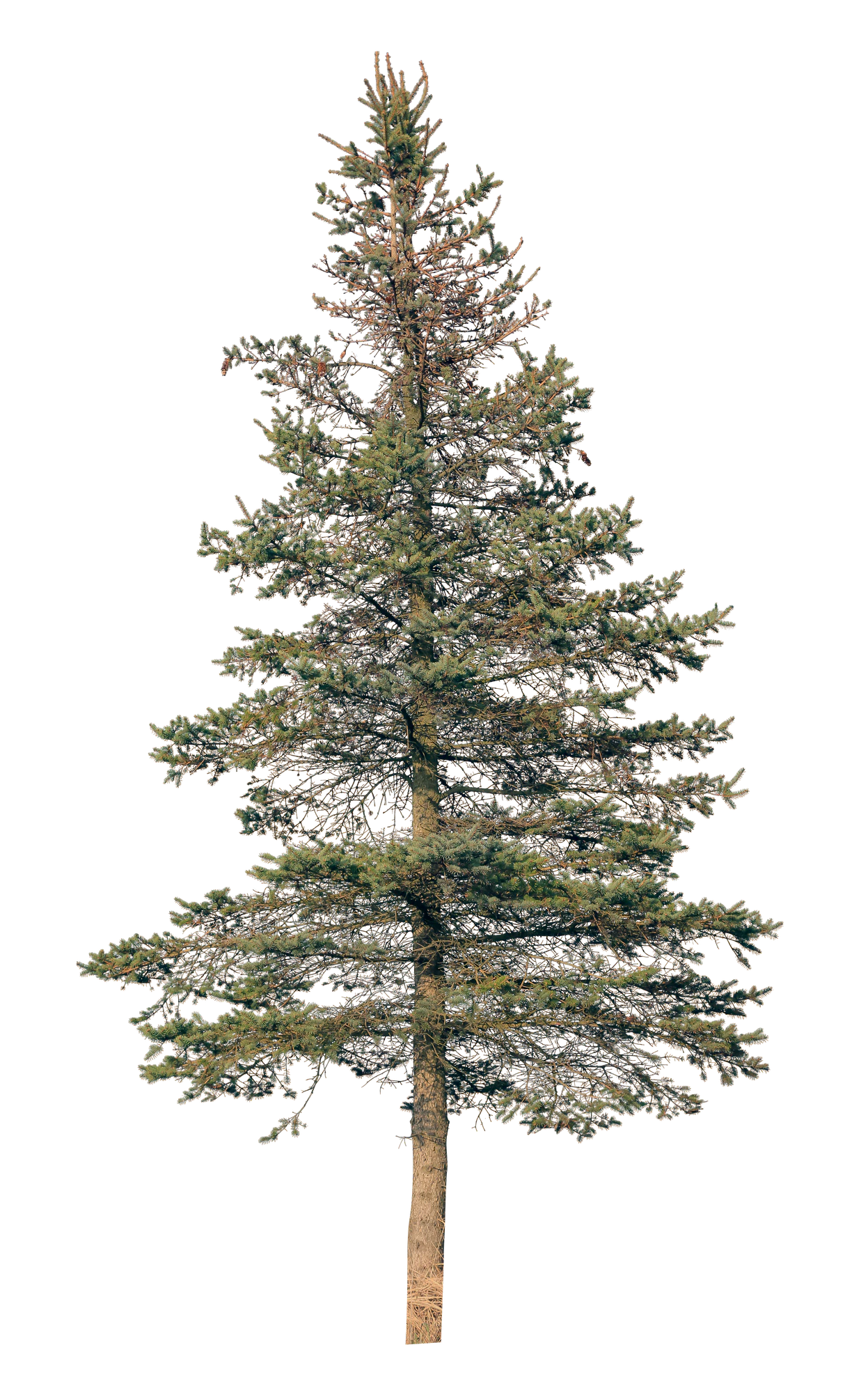 conifer 071 — Descargar