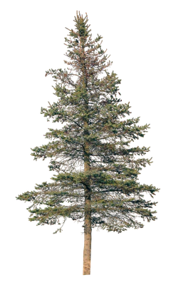 conifer 071 — Descargar