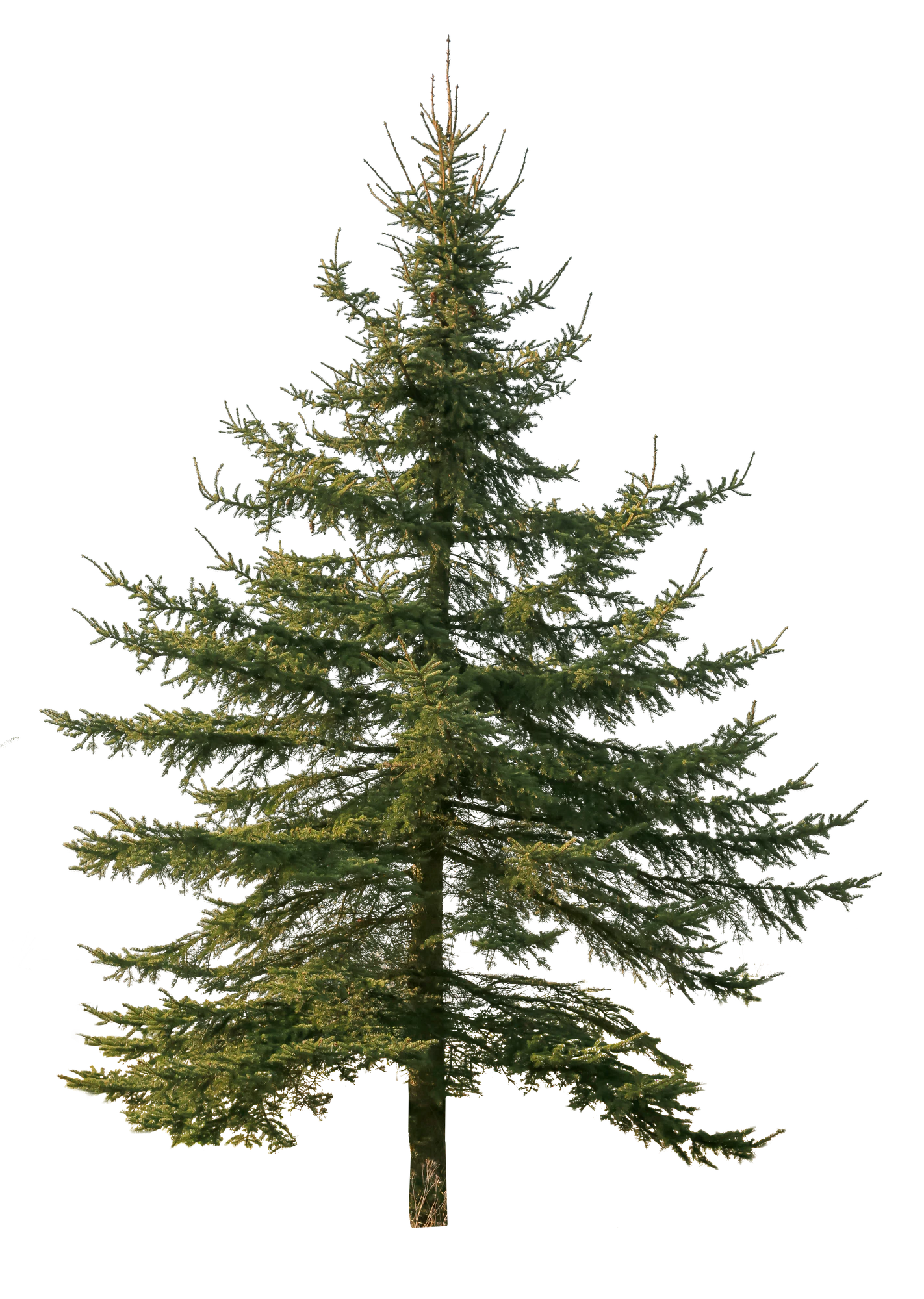 conifer 072 — Descargar