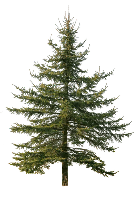 conifer 072 — Descargar