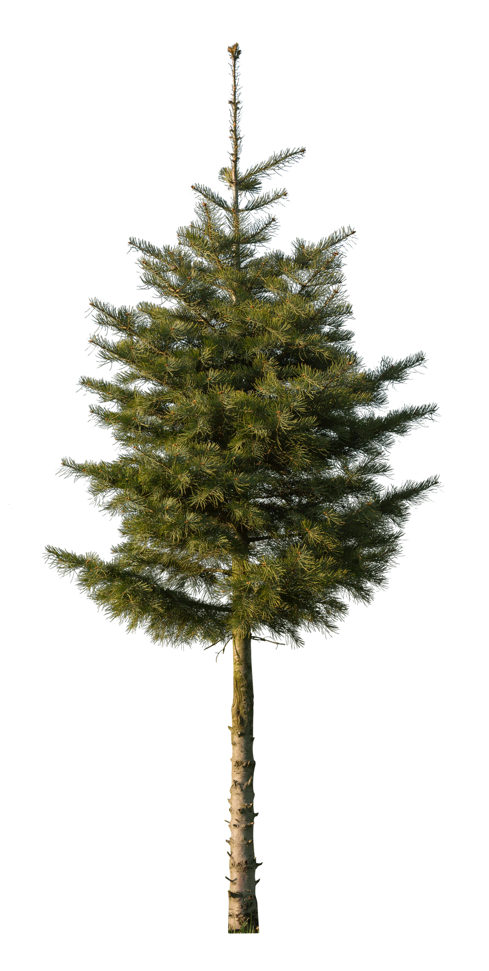 conifer 073 — Descargar