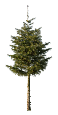 conifer 073 — Descargar