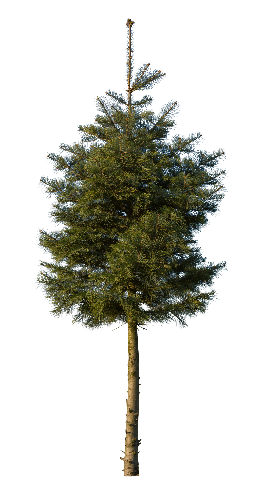 conifer 074 — Descargar