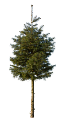 conifer 074 — Descargar