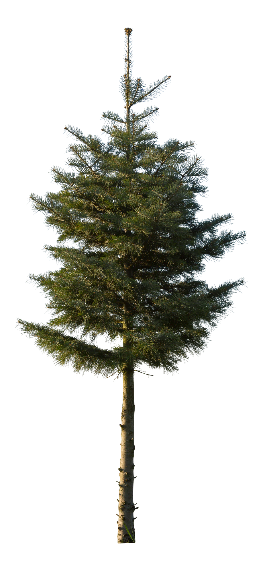 conifer 075 — Descargar