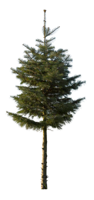 conifer 075 — Descargar