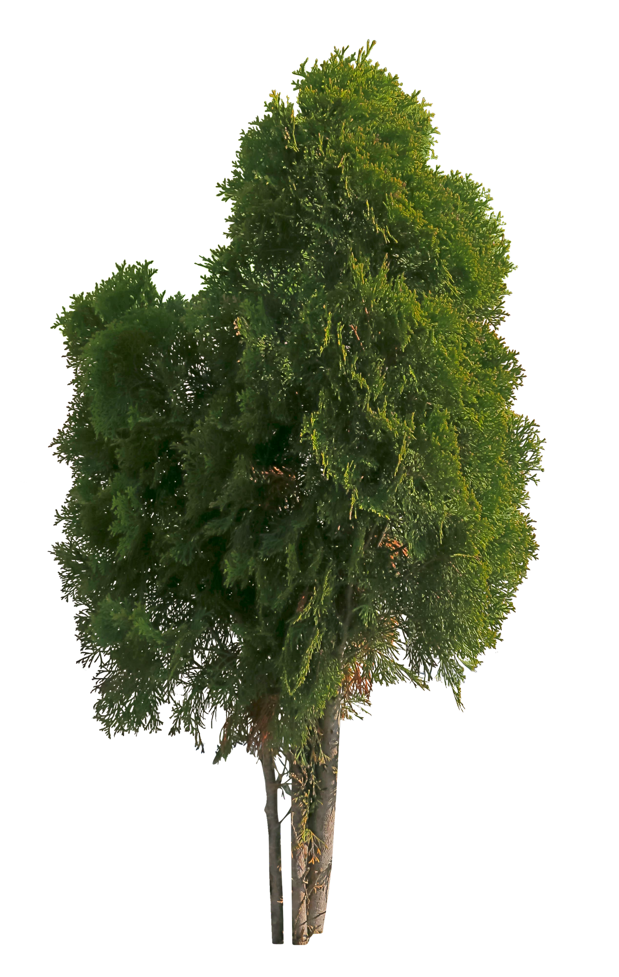 conifer 076 — Descargar