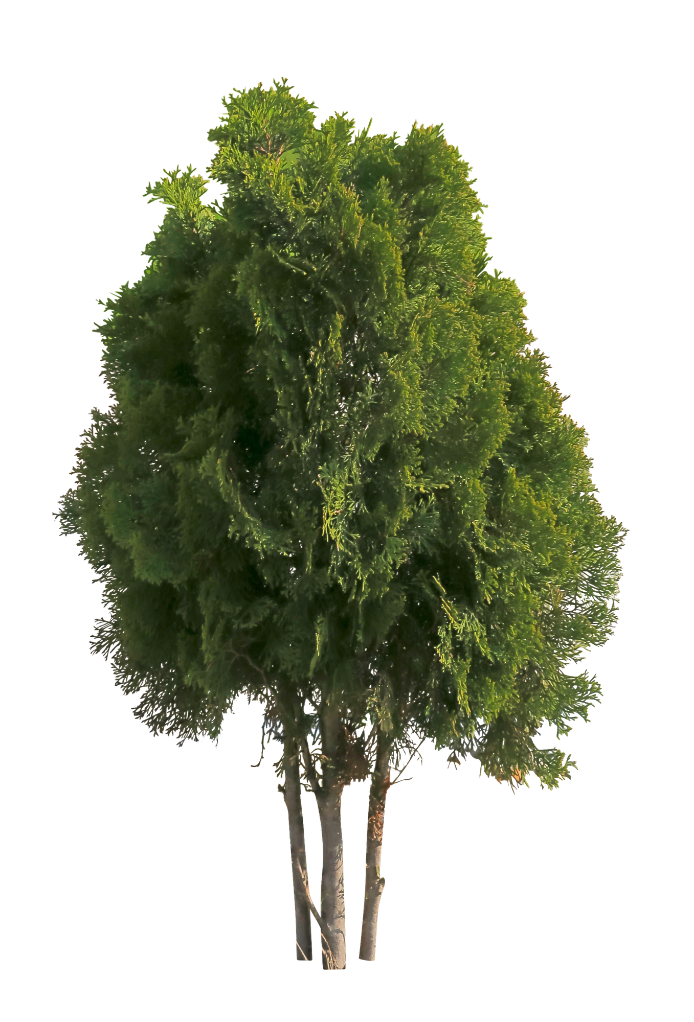 conifer 077 — Скачать