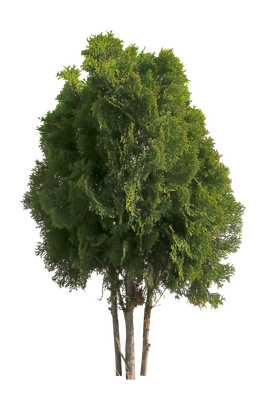 conifer 077 — Скачать