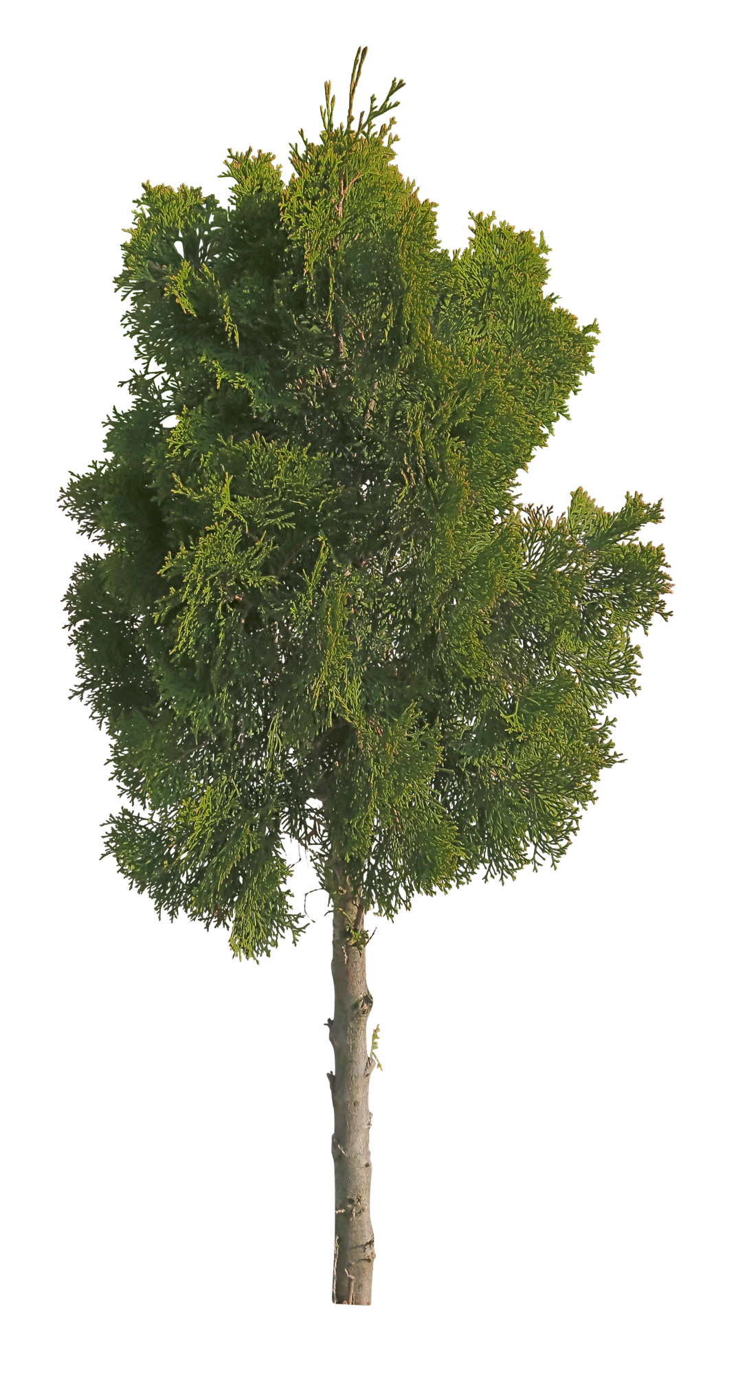 conifer 078 — Descargar